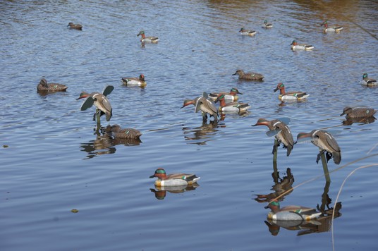 Duck hunting near Buenos Aires