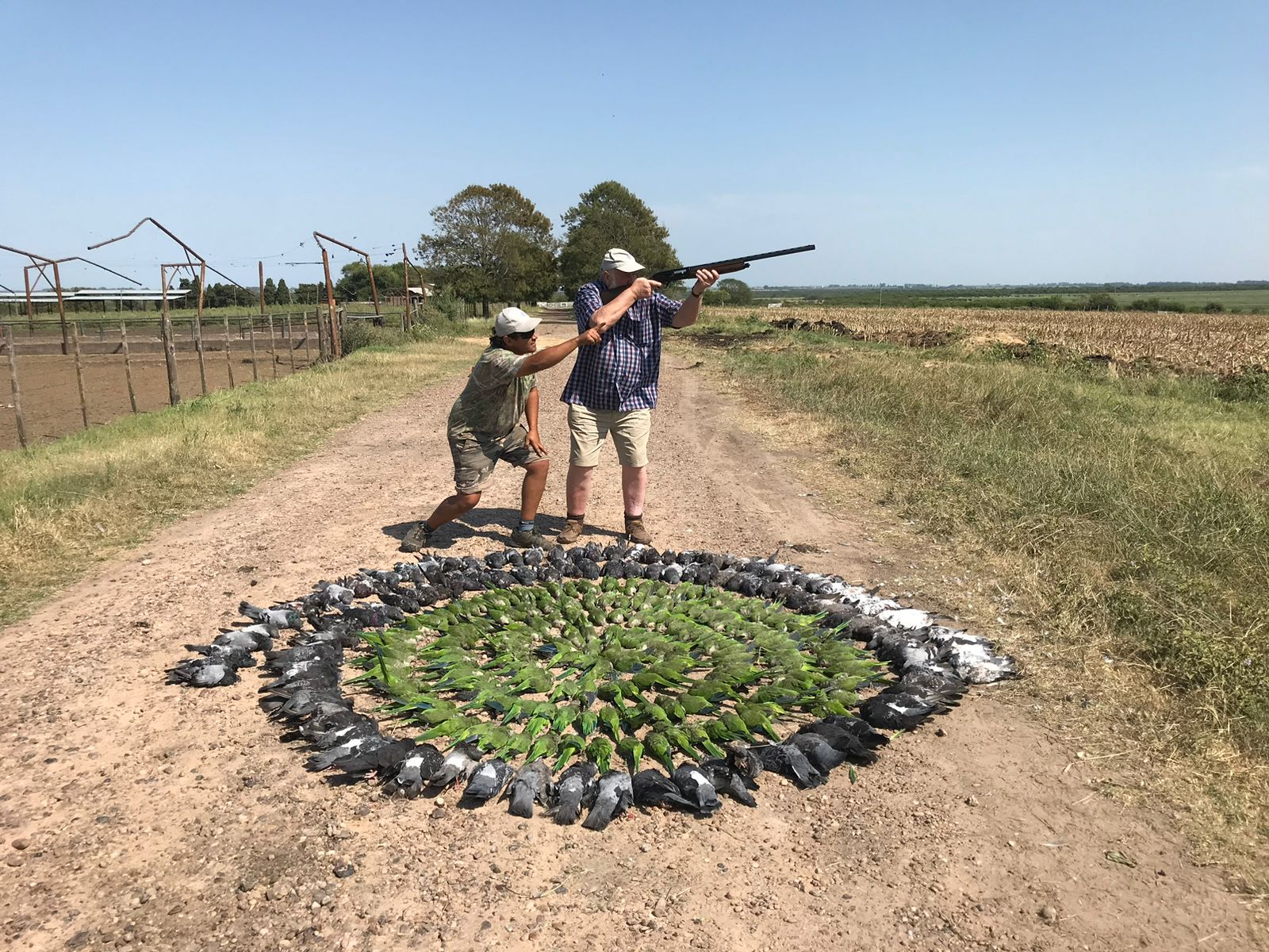 Parakeet Hunting Argentina