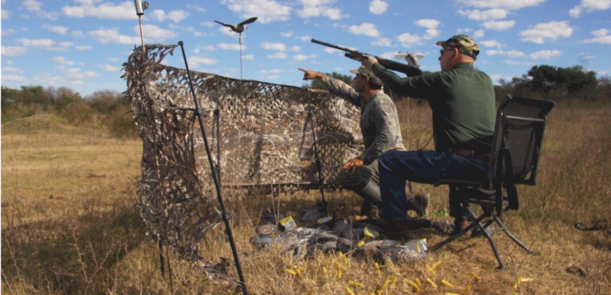 Decoyed pigeon hunting Argentina