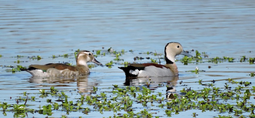 Luxury duck hunting lodges Argentina